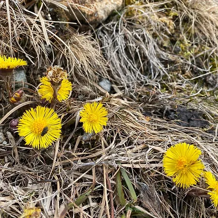 Perfect Flat In 4 Valleys