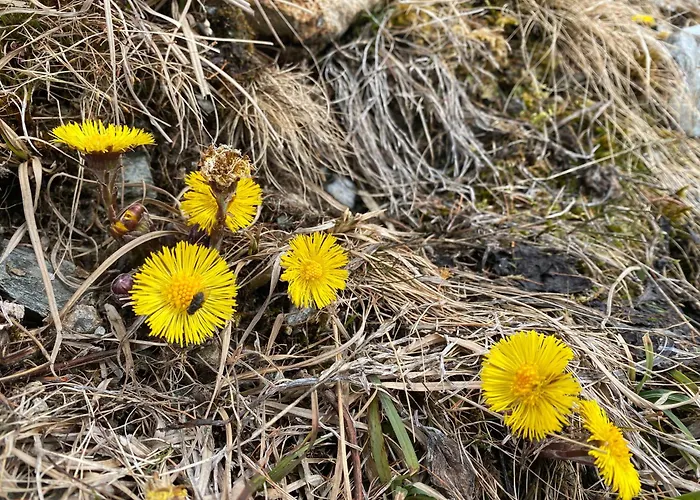 Perfect Flat In 4 Valleys